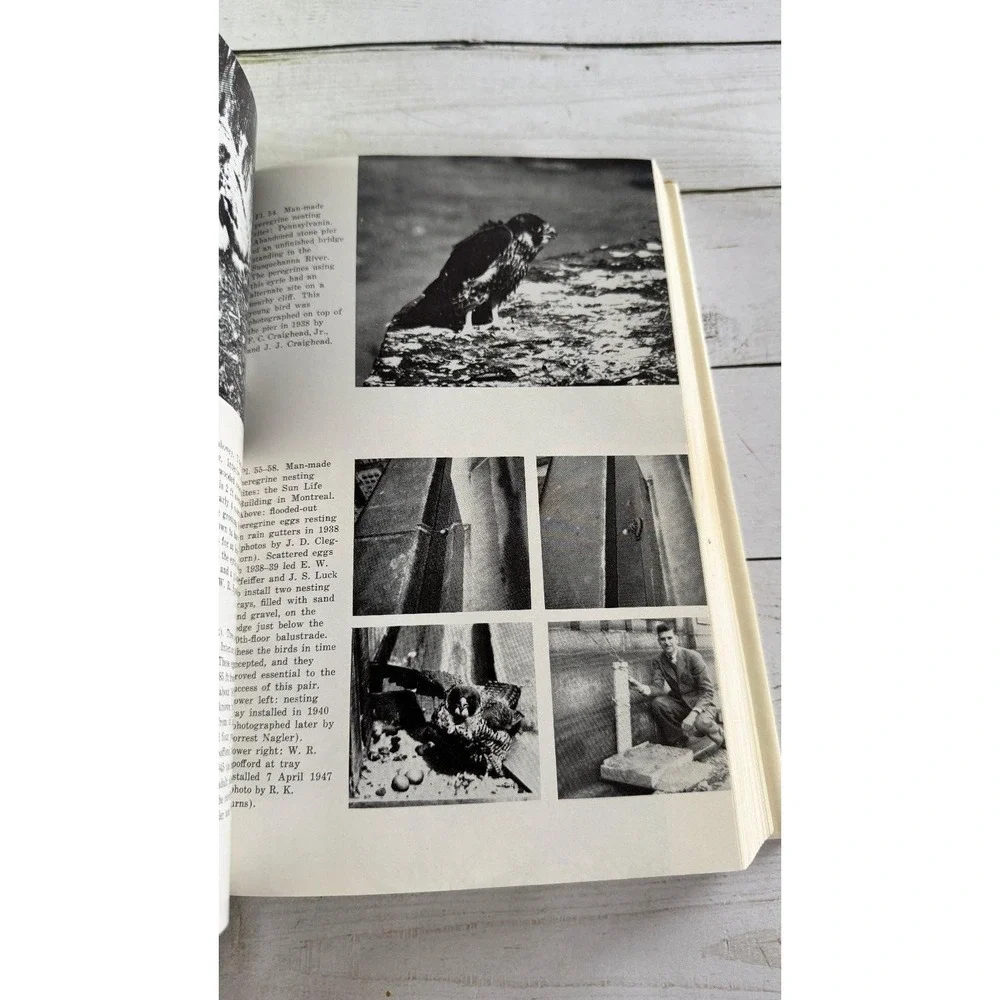 Peregrine Falcon Populations Hickey 1969 Biology Decline Wisconsin Press